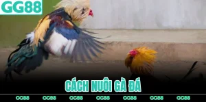 cach-nuoi-ga-da