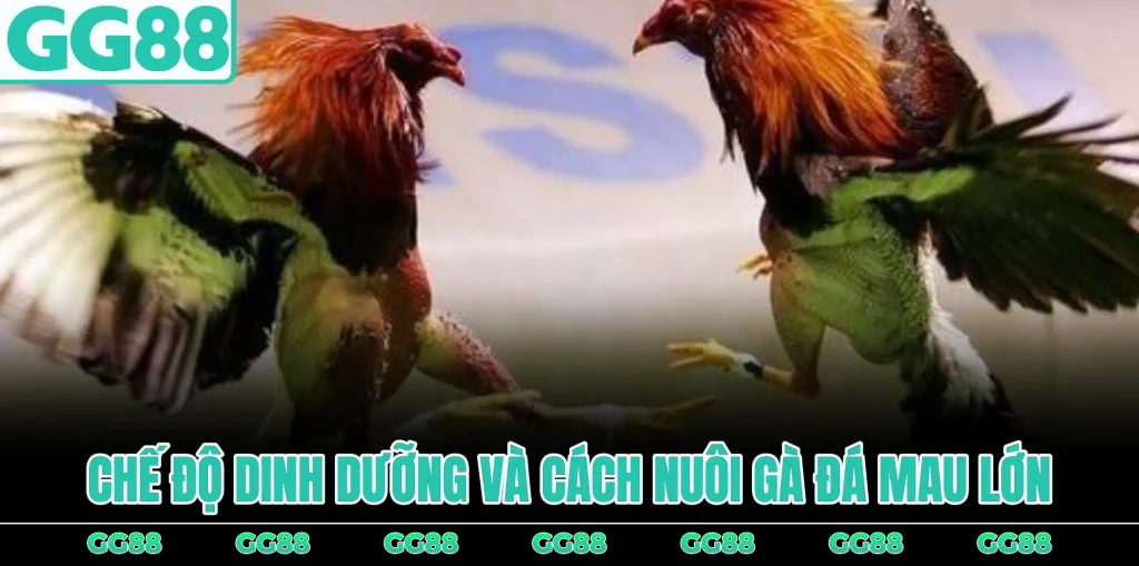 che-do-dinh-duong-va-cach-nuoi-ga-da-mau-lon