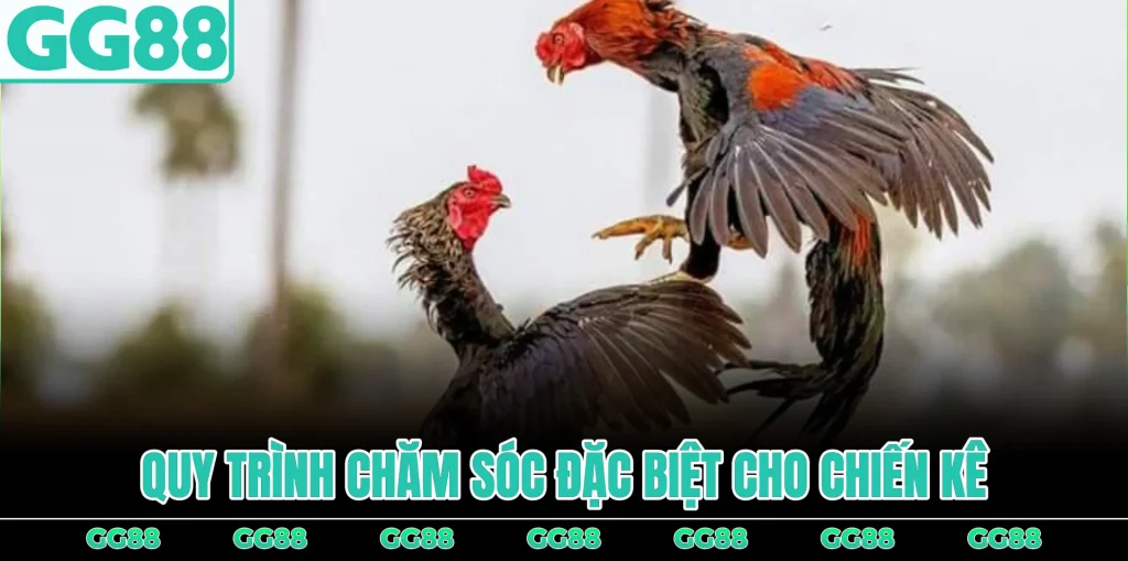 quy-trinh-cham-soc-dac-biet-cho-chien-ke