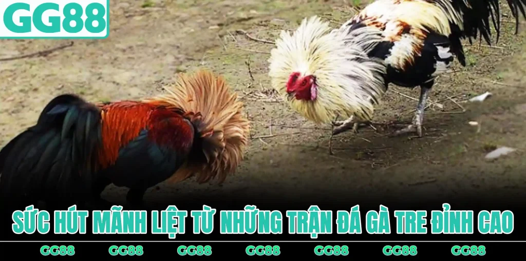 suc-hut-manh-liet-tu-nhung-tran-da-ga-tre-dinh-cao